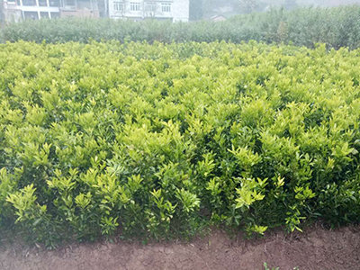 大雅柑产量及特点