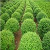 贵州绿化工程苗木价格