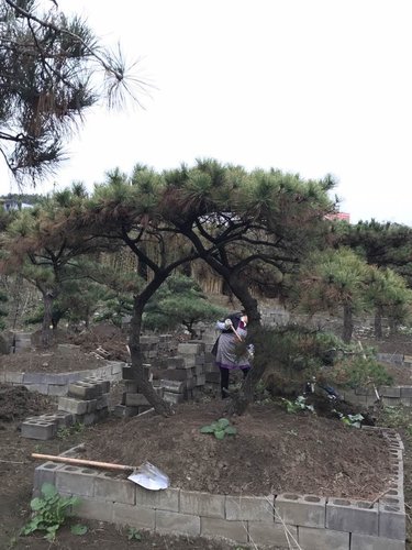 灌木的主要品種