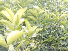 如何栽植柑橘苗