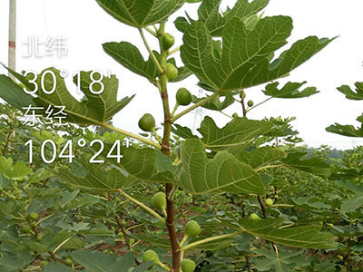 果树苗应具备的根系
