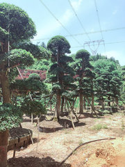 貴陽造型樹工程
