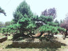 贵阳绿化造型树