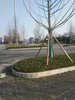 貴州工程用樹采購