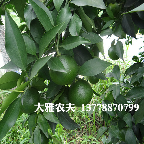 大雅柑种植合作社讲解树烧根死树的原因