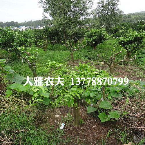 怎样栽培大雅柑杂柑种植栽培技术分享?