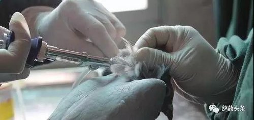鸽子打疫苗注意事项