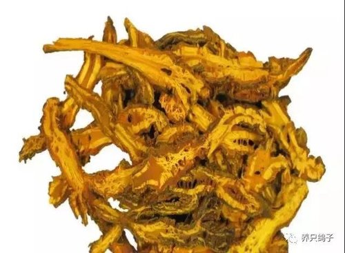 鸽子可以服用的中草药系列