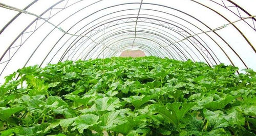 种植大棚蔬菜的病虫害防治技术