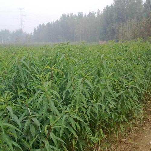 桃树秋施基肥好处多
