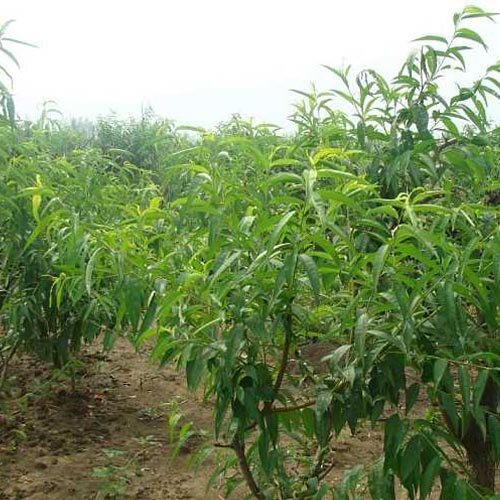 桃树秋施基肥好处多