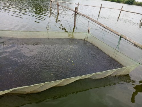 池塘培育鱼苗的四个关键