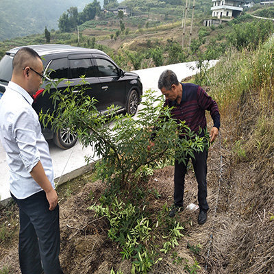 种植藤椒苗有什么要求
