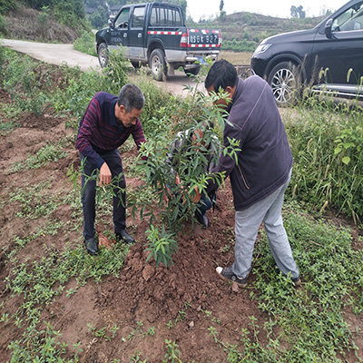 藤椒苗种植应该注意什么事项