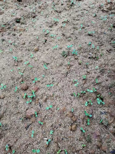 花椒是如何“繁殖”的?