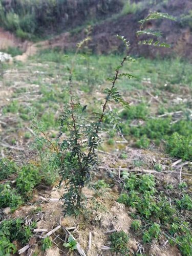 花椒苗专业种植合作社