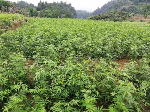 花椒苗的各种繁殖方法你知道多少?