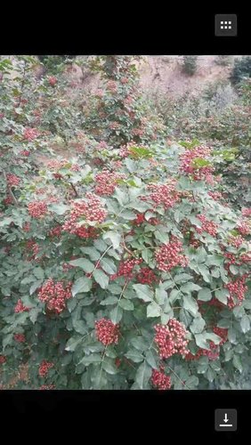 什么是花椒膏药病?想必你没有听说过吧