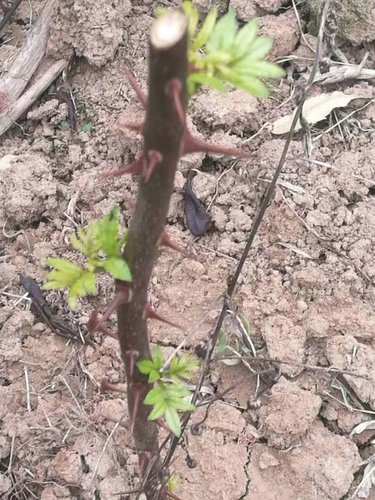 花椒有那些功效?