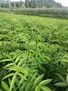 在藤椒苗栽培中有哪些技术要点?