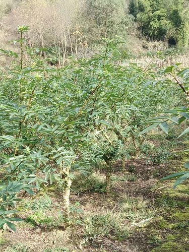 花椒苗的种植方法,来看看吧,万一你不知道呢。