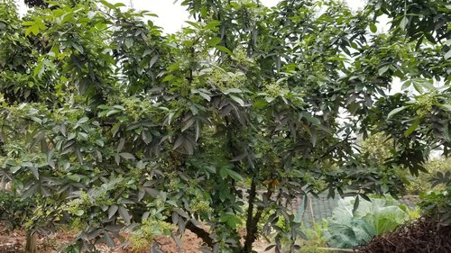 种花椒,施肥是关键。