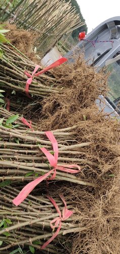 种植花椒苗的*佳季节都到了,你还在犹豫?