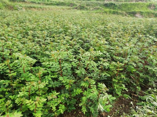 花椒树苗什么时候种植和移栽?