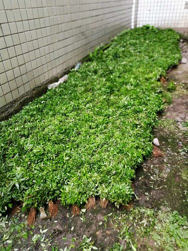 花椒苗冬季怎么管理?贵州花椒苗j基地教你八个要点!