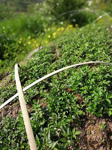贵州花椒苗种植基地分享花椒苗栽培管理-培土除草