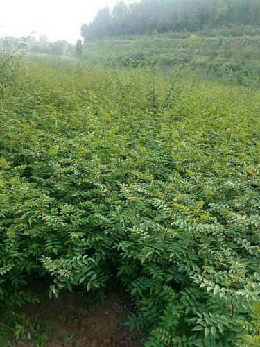 贵州花椒苗基地致顾客朋友们的一封信