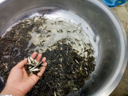 鱼苗的老和嫩是如何区分出来的?