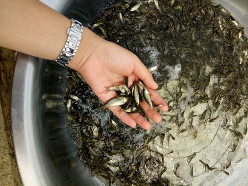 养殖鱼苗的水质的要求是什么?