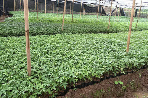 藤椒苗种植合作社介绍藤椒有的好处和藤椒作用