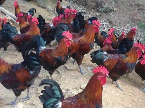 怎样喂养刚买的土鸡苗--提升土鸡苗的存活率