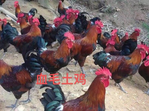 鸡养殖方法