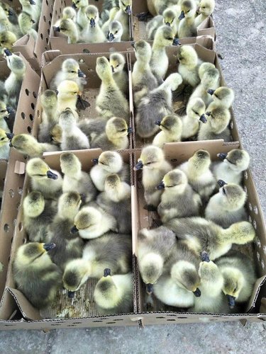 柴鸡的育雏方式、时间以及育雏前的准备工作