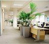 嘉定菊园新区办公室装修绿植