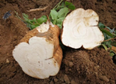 http://images.hisupplier.com/var/userImages/201907/09/221337465399_240.png
