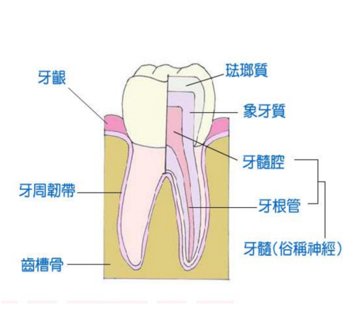 牙神经痛的主要原因是什么?