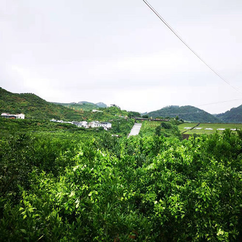 大雅柑种植合作社讲解果树烂根死树的原因