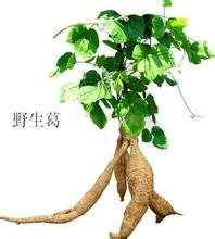 如何辨别葛根的真