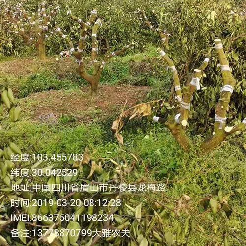 种植大雅柑柑橘异常落花落果怎么办?