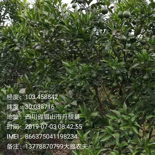 我国为什么广泛种植大雅柑柑橘?