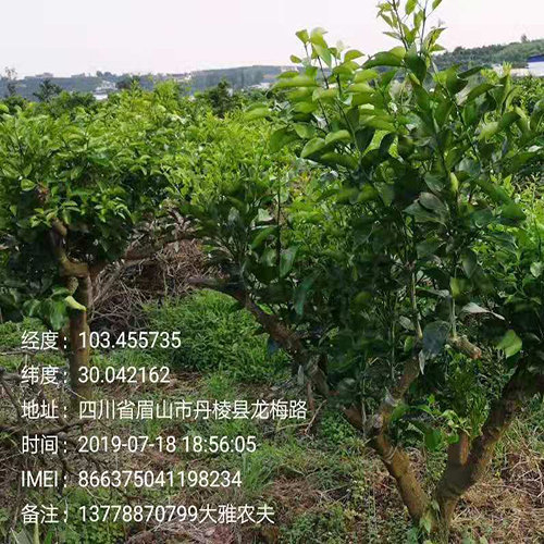 大雅柑柑橘秋季药及化肥使用方案