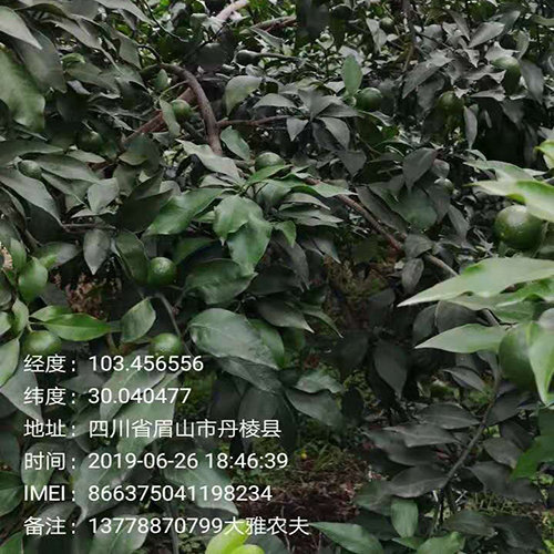 大雅柑种植基地2019国庆节后上班通知