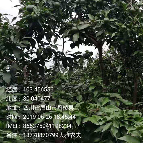 种植大雅柑柑橘怎么定植?