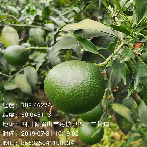 春季大雅柑柑橘树种植应该注意些什么?