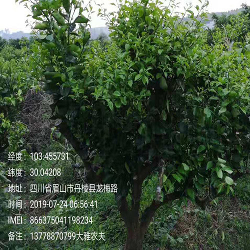 绿色食品大雅柑柑橘的种植方式有几种?