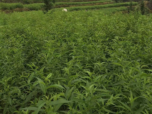 讲解桃树苗现在常用的两种树形